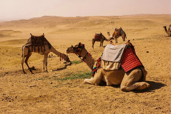 4 Hours Evening Desert Safari Camel Ride Sand Boarding - Pickup Information