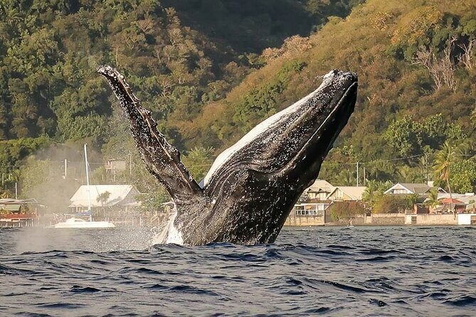 4 Hours of Humpback Whale Watching in Tahiti - An In-Depth Look at Tahiti’s Humpback Whale Watching Tour