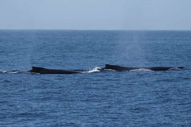 4 Hours of Humpback Whale Watching in Tahiti - Meeting and Practical Info