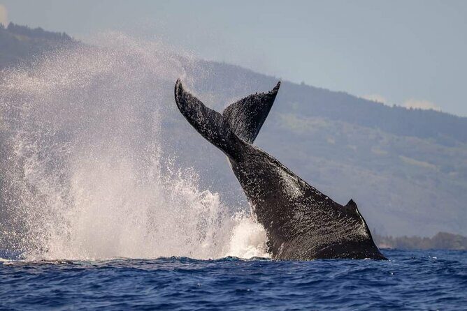 4 Hours of Humpback Whale Watching in Tahiti - Frequently Asked Questions