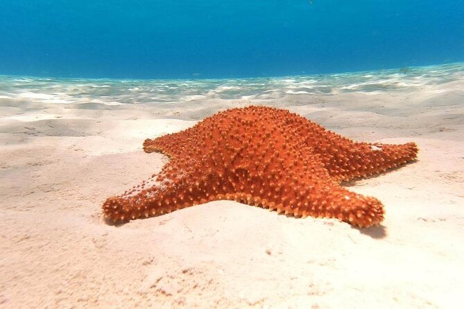 4 Hours of Shared Snorkeling to El Cielo - Safety and Accessibility