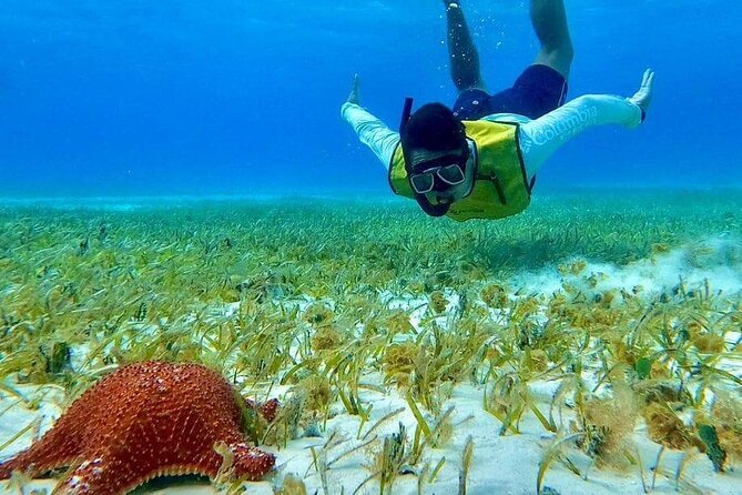 4 Hours of Shared Snorkeling to El Cielo - Traveler Experiences and Reviews