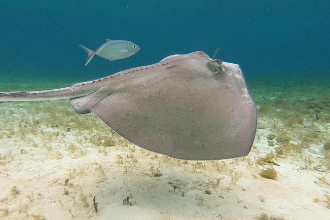 4 Hours of Shared Snorkeling to El Cielo - Snorkeling at El Cielo