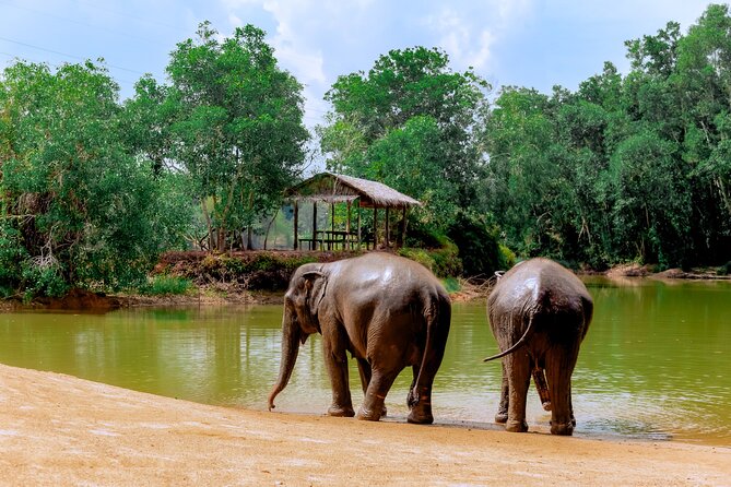 4-Hours Phuket Ethical Elephant Sanctuary Tour With Lunch - Experienced Guides and Stories