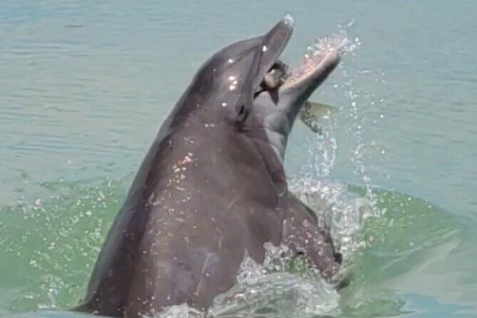 4 hours Private Eco Boat Tour Wildlife and Nature around islands - An In-Depth Look at the Experience