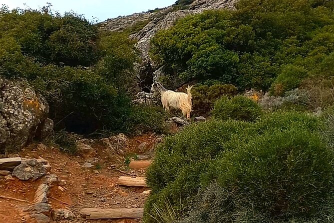4 Hours Private Hiking on the Strouboulas Mountain, Heraklion - Meeting and Pickup Logistics