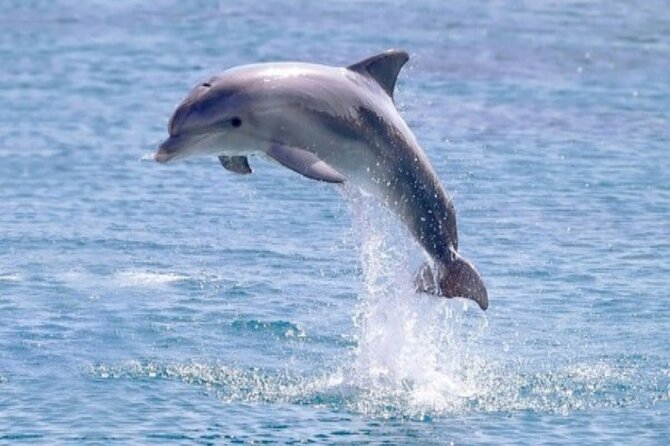 4 Hours Private Speed Boat Snorkeling With Dolphins Trip, Water Sport - Hurghada - Private Experience