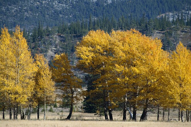 4 Hours Private Tour in Kootenay Plains Trails - Ending Location