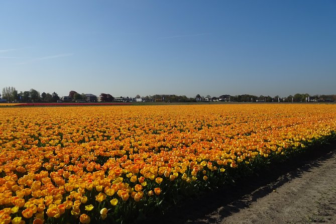 4 Hours Private Tour to the Famous Colourfull Flower Fields From Amsterdam - Customer Reviews
