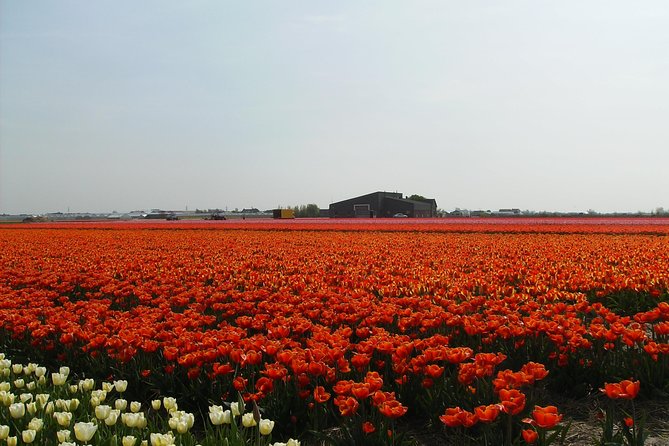 4 Hours Private Tour to the Famous Colourfull Flower Fields From Amsterdam - Tour Highlights