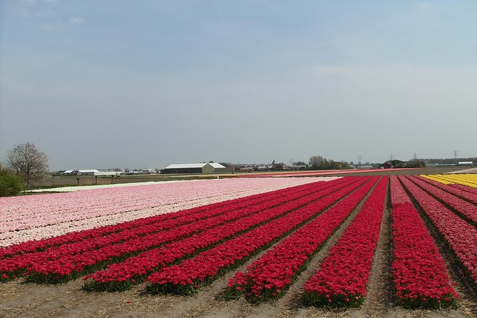 4 Hours Private Tour to the Famous Colourfull Flower Fields From Amsterdam - Frequently Asked Questions