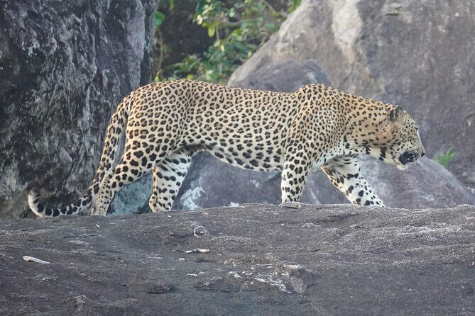 4 Hours Private Yala Safari Day Tour - The Itinerary’s Highlights and What to Expect
