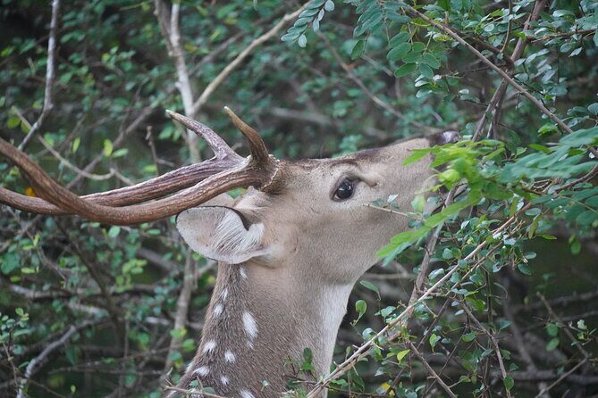4 Hours Private Yala Safari Day Tour - Why Travelers Keep Coming Back