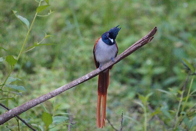 4 Hours Private Yala Safari Day Tour - Practical Tips for Your Safari