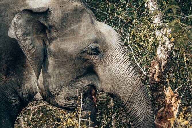 4 Hours Private Yala Safari Day Tour - FAQ