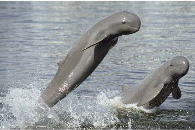 4 Hours Taking Tuk Tuk to See Mekong Dolphins and Countryside - Key Points
