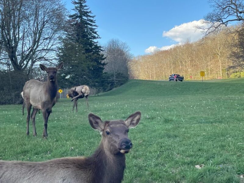 (4 HR) GUIDED Smoky Mountain UTV Eco Elk Adventure - Driver Requirements