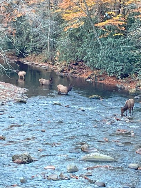 (4 HR) GUIDED Smoky Mountain UTV Eco Elk Adventure - Recommended Items