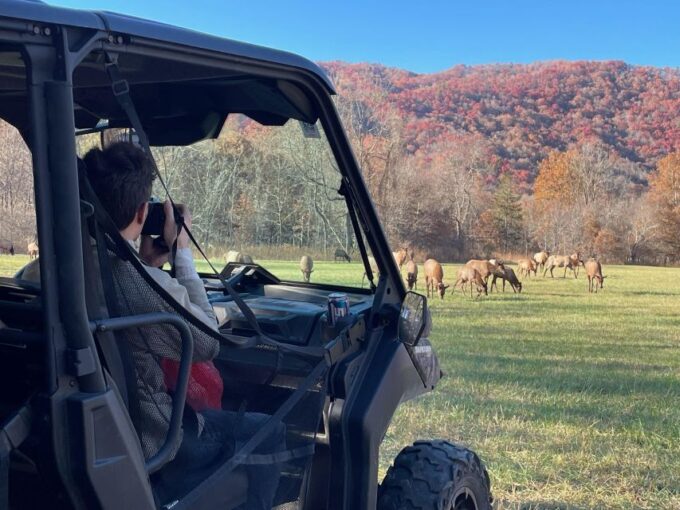 (4 HR) GUIDED Smoky Mountain UTV Eco Elk Adventure - Restrictions and Considerations