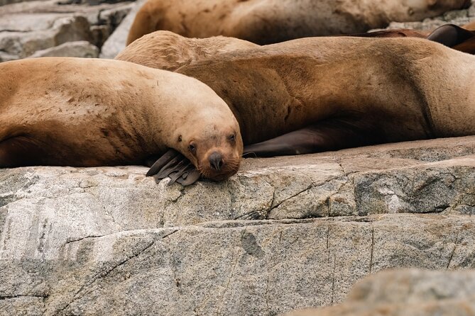 4 Hr Into the Wild Whales & Wildlife Adventure - Inclusions
