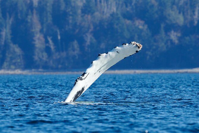 4 Hr Into the Wild Whales & Wildlife Adventure - Meeting Points