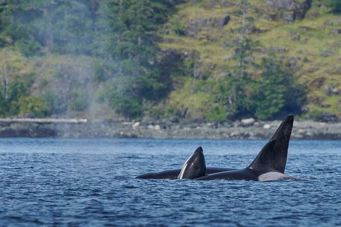 4 Hr Into the Wild Whales & Wildlife Adventure - Activity Details