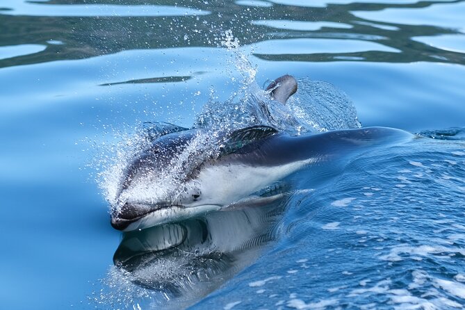 4 Hr Into the Wild Whales & Wildlife Adventure - Tour Highlights