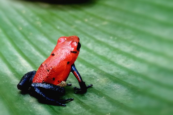 4 in 1 Rain Forest, Blue River, Volcano Mud Bath and Hot Springs - Tour Overview