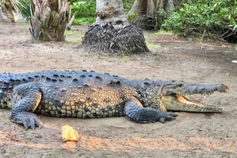 4-in-1 Tour - Mazunte, Cacao Factory & Turtle Spawn/Release - Tour Highlights