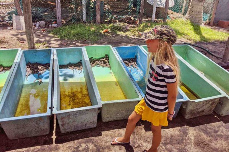 4-in-1 Tour - Mazunte, Cacao Factory & Turtle Spawn/Release - Exploring Mazunte Town
