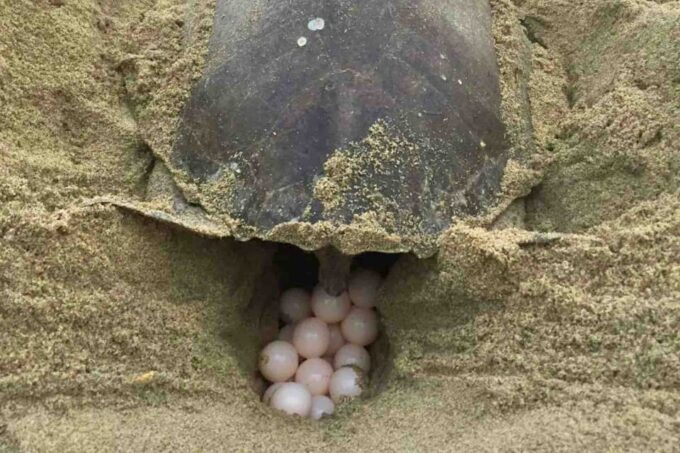 4-in-1 Tour - Mazunte, Cacao Factory & Turtle Spawn/Release - Additional Information