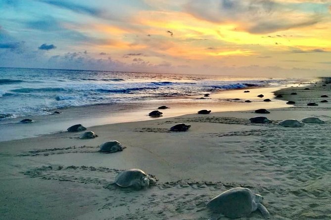 4-in-1 Tour - Mazunte,Cacao Factory, La Ventanilla & Turtle Spawn - Key Points
