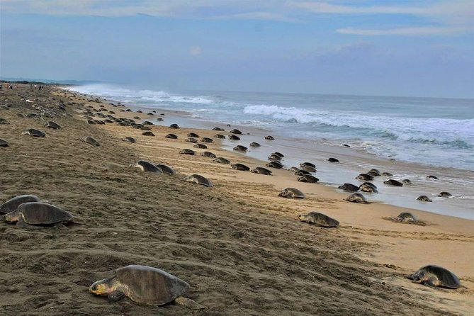 4-in-1 Tour - Mazunte,Cacao Factory, La Ventanilla & Turtle Spawn - Health and Safety Guidelines