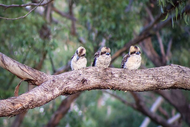 4 Night Murray River Explorer - PS Emmylou - Overview of the Experience