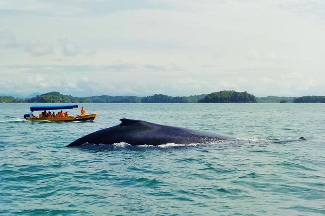 (4 Person Minimum to Book) Whale Watching (July 15 to Oct.15) in Isla Bolanos - Key Points
