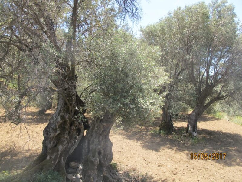 4 Senses Half Day Tour : a Journey in Naxian Culture - Exploring Villages