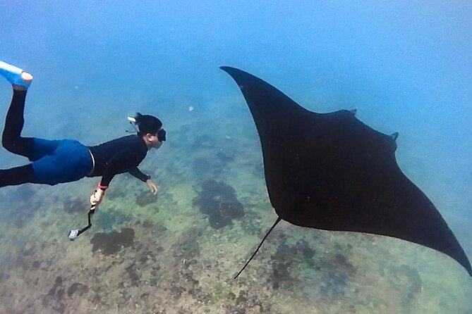 4 Spots Snorkeling Tour With Manta Rays in Nusa Penida - Snorkeling Locations