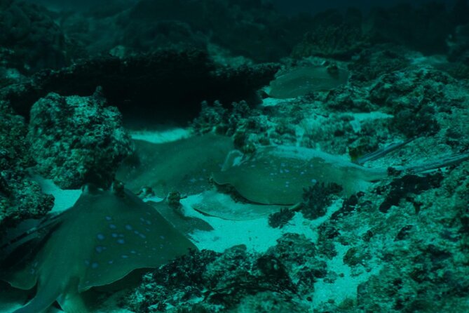 4 Spots Snorkeling Tour With Manta Rays in Nusa Penida - Snorkeling Equipment