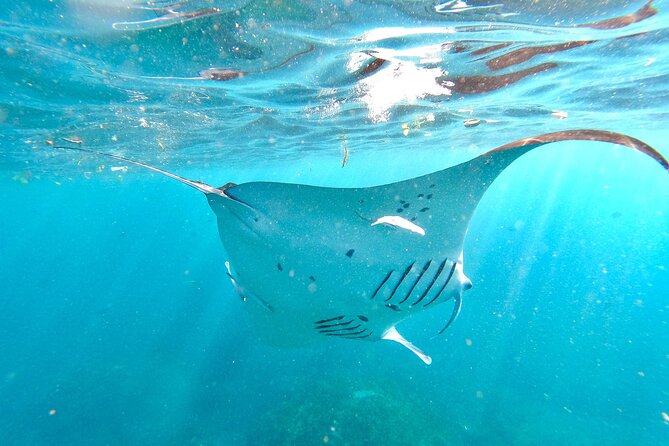 4 Spots Snorkeling Tour With Manta Rays in Nusa Penida - Transportation and Pickup