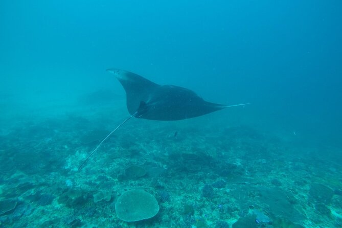 4 Spots Snorkeling Tour With Manta Rays in Nusa Penida - Tour Duration and Rating
