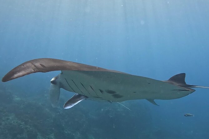 4 Spots Snorkeling Tour With Manta Rays in Nusa Penida - Inclusions and Exclusions