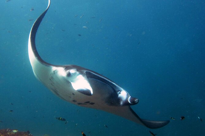 4 Spots Snorkeling Tour With Manta Rays in Nusa Penida - Booking and Cancellation