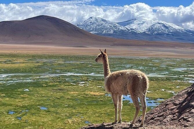 4 Tours in 2 Days, in San Pedro De Atacama - Itinerary Day 2