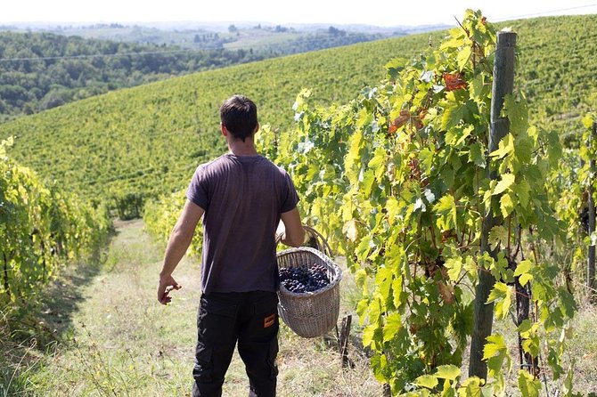 4 WINES TASTING in a Chianti Classico Farm (Visit/Tour at the Winery Included) - Positive Reviews