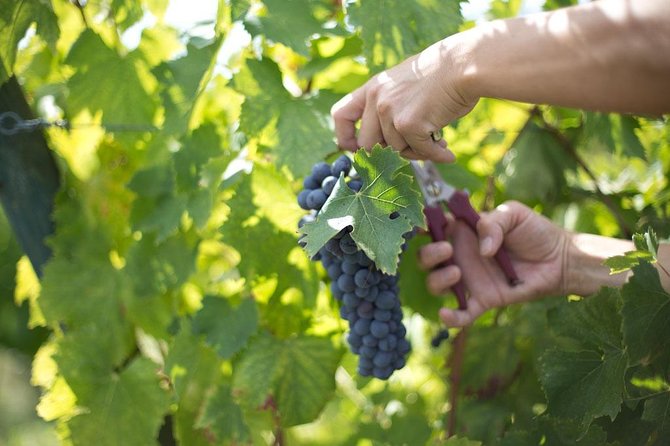 4 WINES TASTING in a Chianti Classico Farm (Visit/Tour at the Winery Included) - Tuscan Culture and Snacks