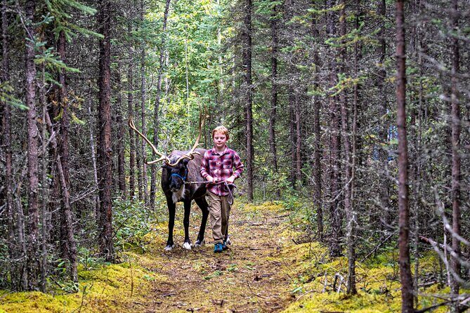 45 Minute Private Reindeer Tour - The Sum Up