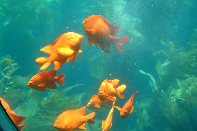 45 Minute Semi-Submarine Tour of Catalina Island From Avalon - Meeting Point and Transportation
