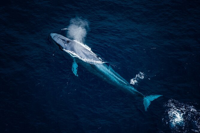 45 Minutes Whale Watching Ocean Safari Helicopter Tour Kaikoura - Key Points