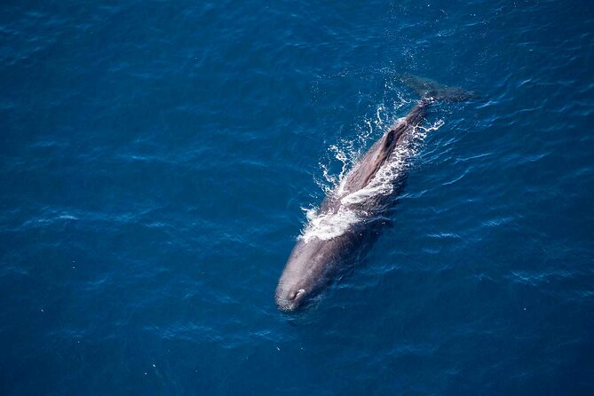 45 Minutes Whale Watching Ocean Safari Helicopter Tour Kaikoura - Inclusions