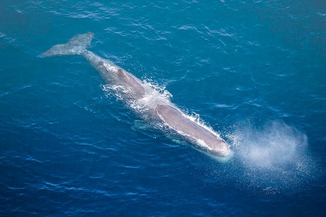 45 Minutes Whale Watching Ocean Safari Helicopter Tour Kaikoura - Booking Information